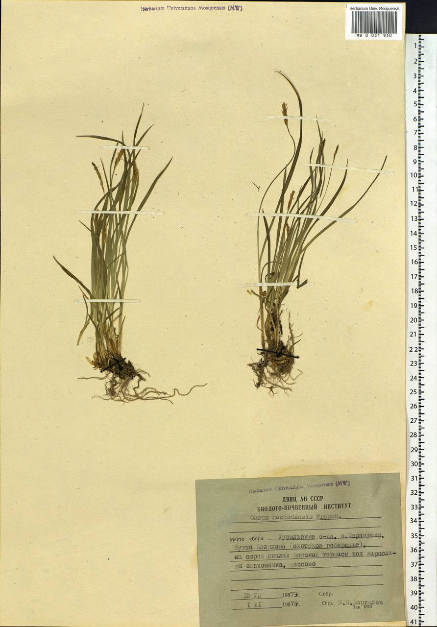 Carex hakkodensis Franch., Siberia, Russian Far East (S6) (Russia)