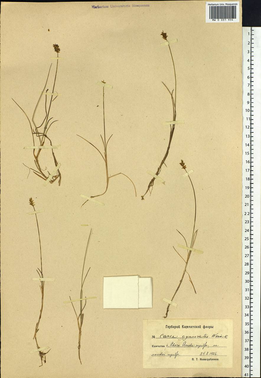 Carex nardina (Hornem.) Fr., Siberia, Chukotka & Kamchatka (S7) (Russia)