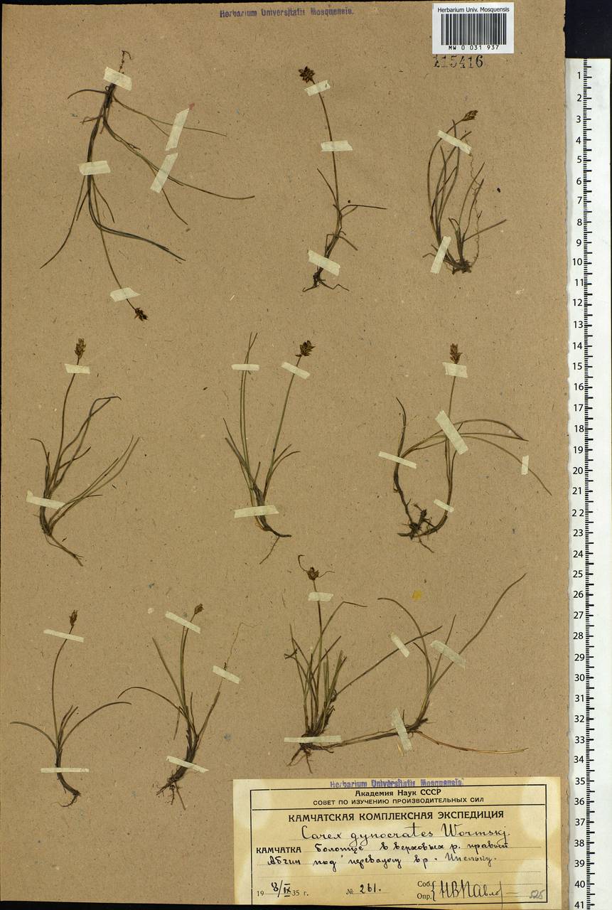 Carex nardina (Hornem.) Fr., Siberia, Chukotka & Kamchatka (S7) (Russia)