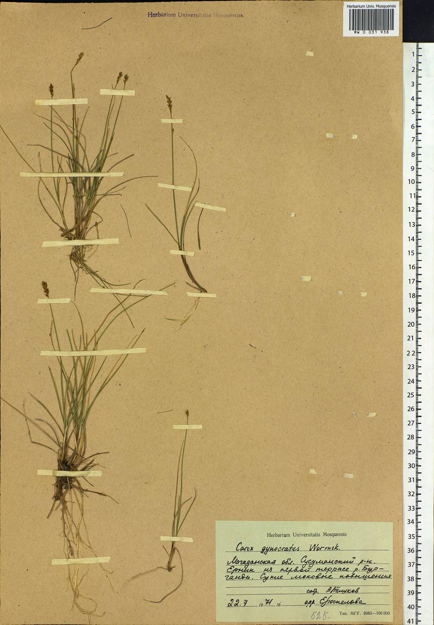 Carex nardina (Hornem.) Fr., Siberia, Chukotka & Kamchatka (S7) (Russia)