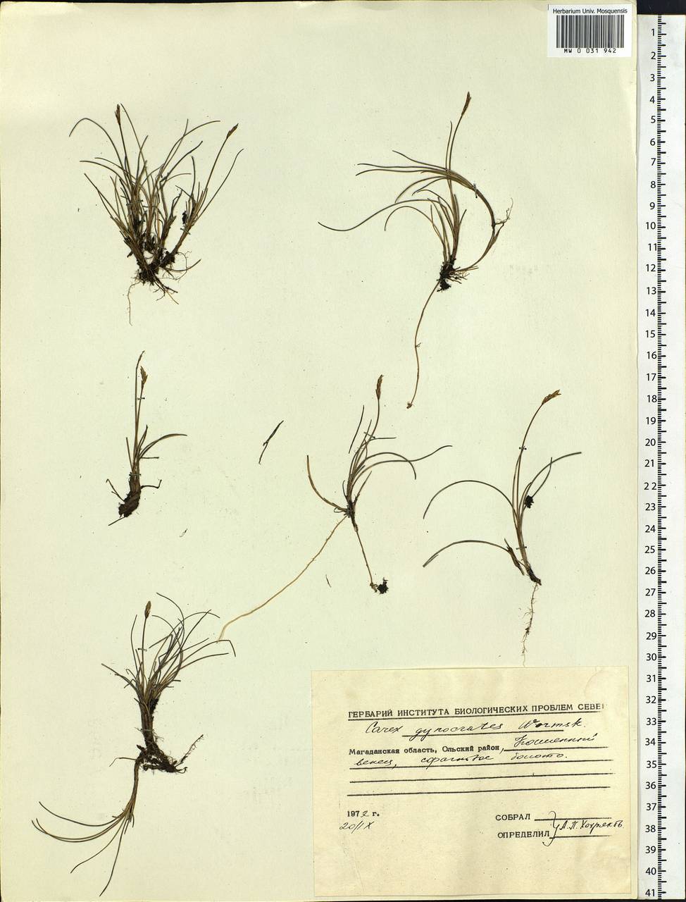 Carex nardina (Hornem.) Fr., Siberia, Chukotka & Kamchatka (S7) (Russia)