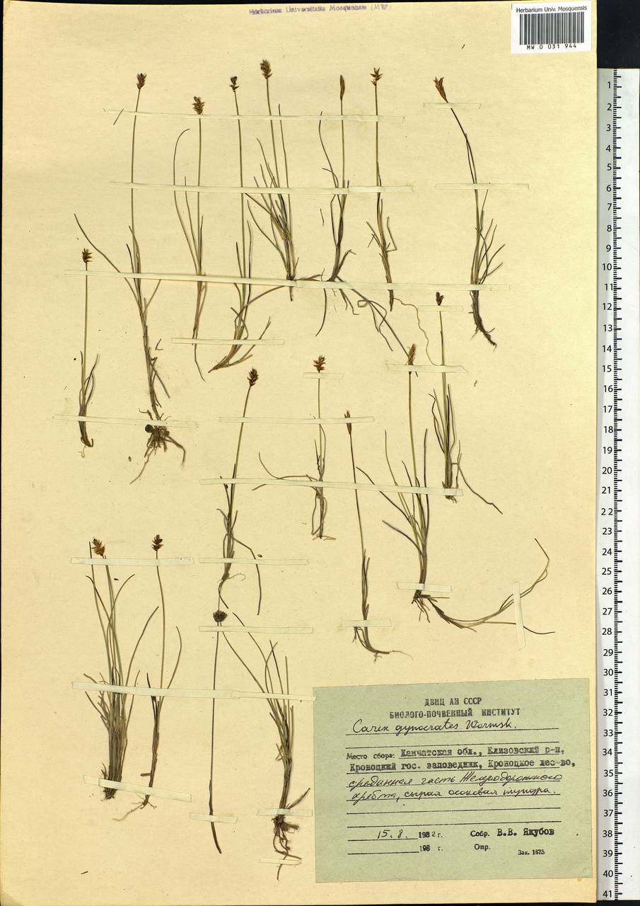 Carex nardina (Hornem.) Fr., Siberia, Chukotka & Kamchatka (S7) (Russia)