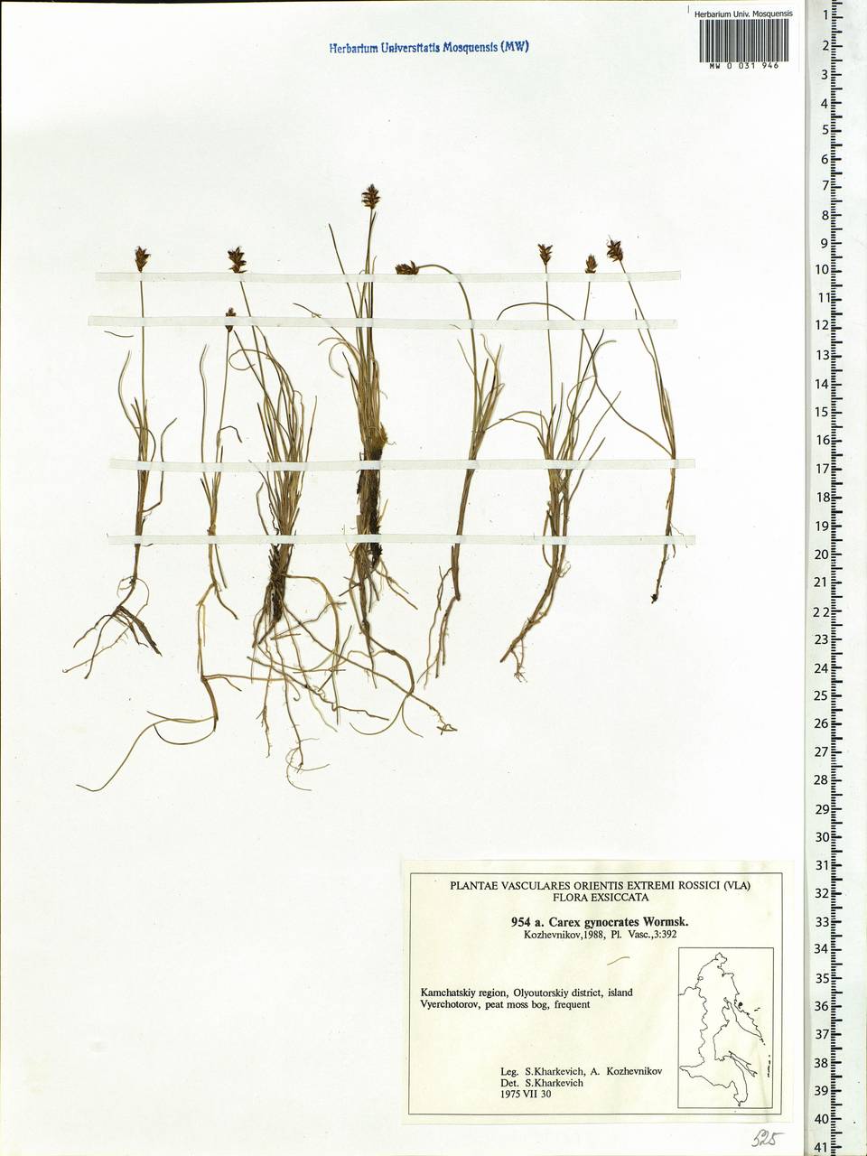 Carex nardina (Hornem.) Fr., Siberia, Chukotka & Kamchatka (S7) (Russia)