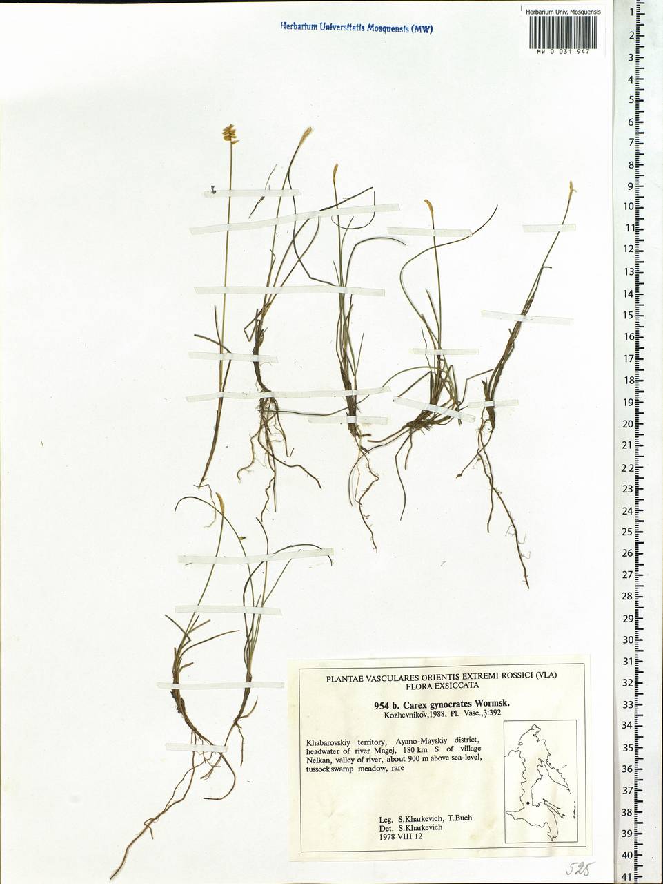 Carex nardina (Hornem.) Fr., Siberia, Russian Far East (S6) (Russia)