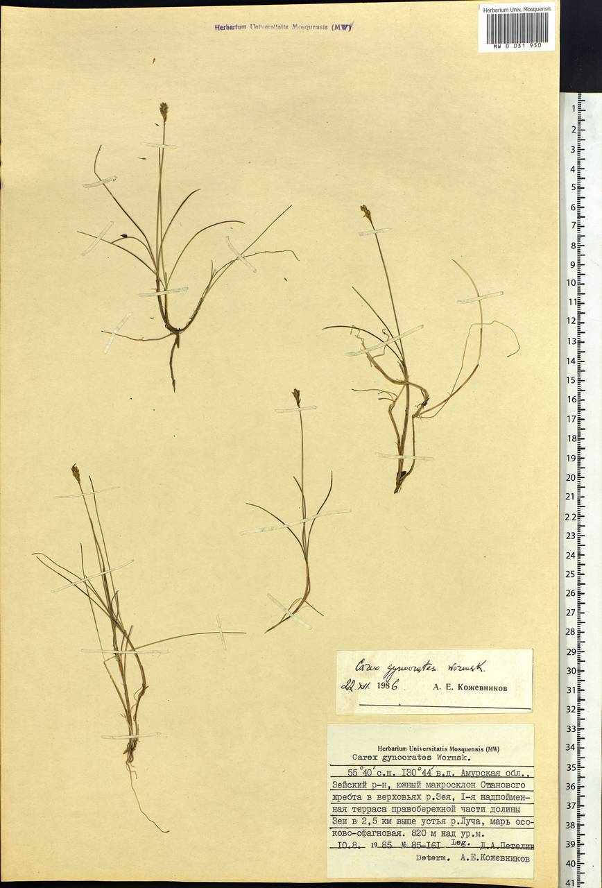 Carex nardina (Hornem.) Fr., Siberia, Russian Far East (S6) (Russia)