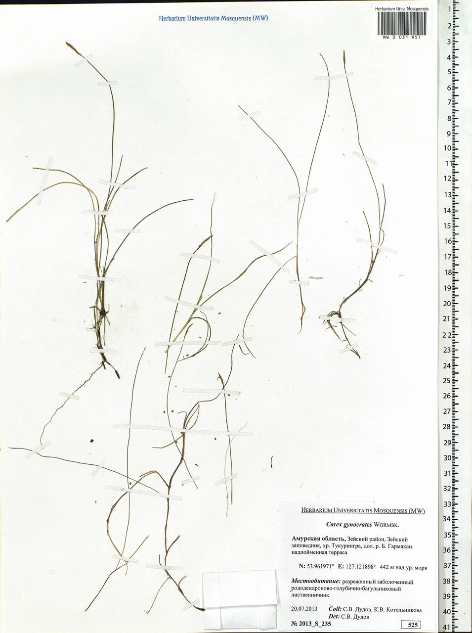 Carex nardina (Hornem.) Fr., Siberia, Russian Far East (S6) (Russia)