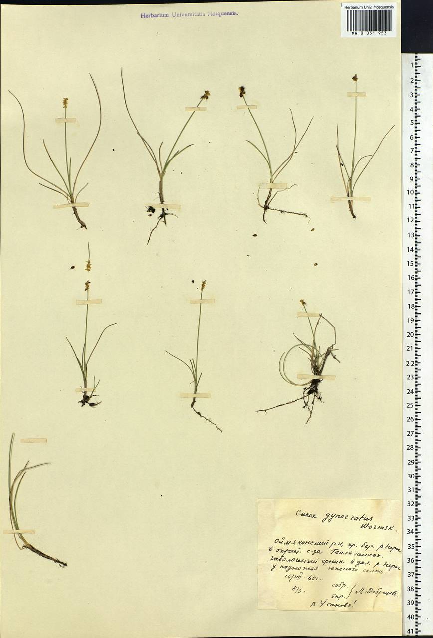 Carex nardina (Hornem.) Fr., Siberia, Yakutia (S5) (Russia)