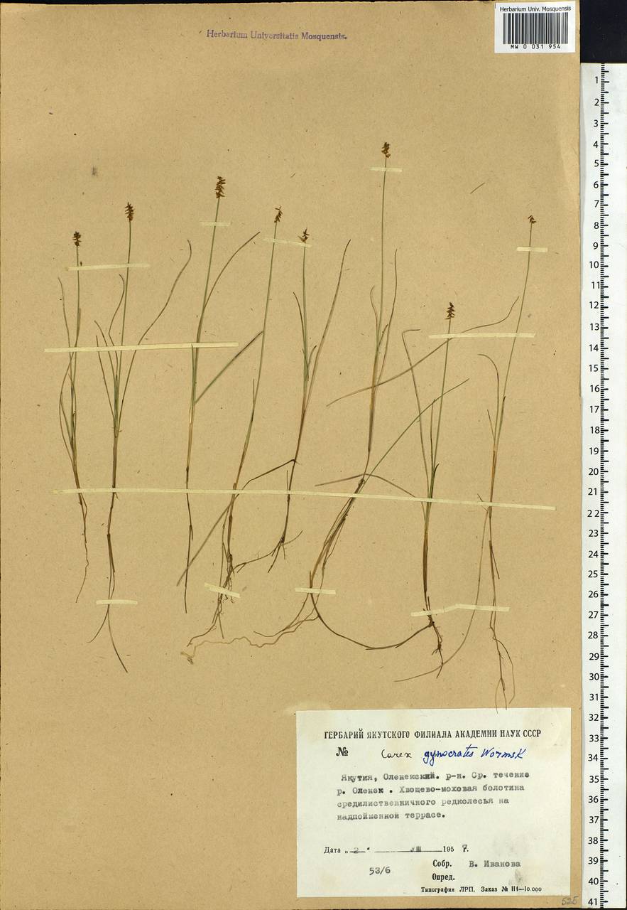 Carex nardina (Hornem.) Fr., Siberia, Yakutia (S5) (Russia)