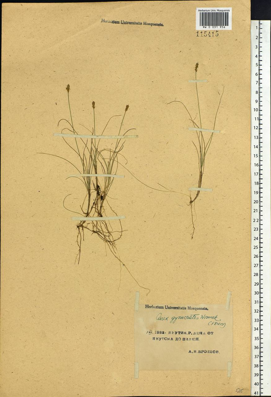 Carex nardina (Hornem.) Fr., Siberia, Yakutia (S5) (Russia)