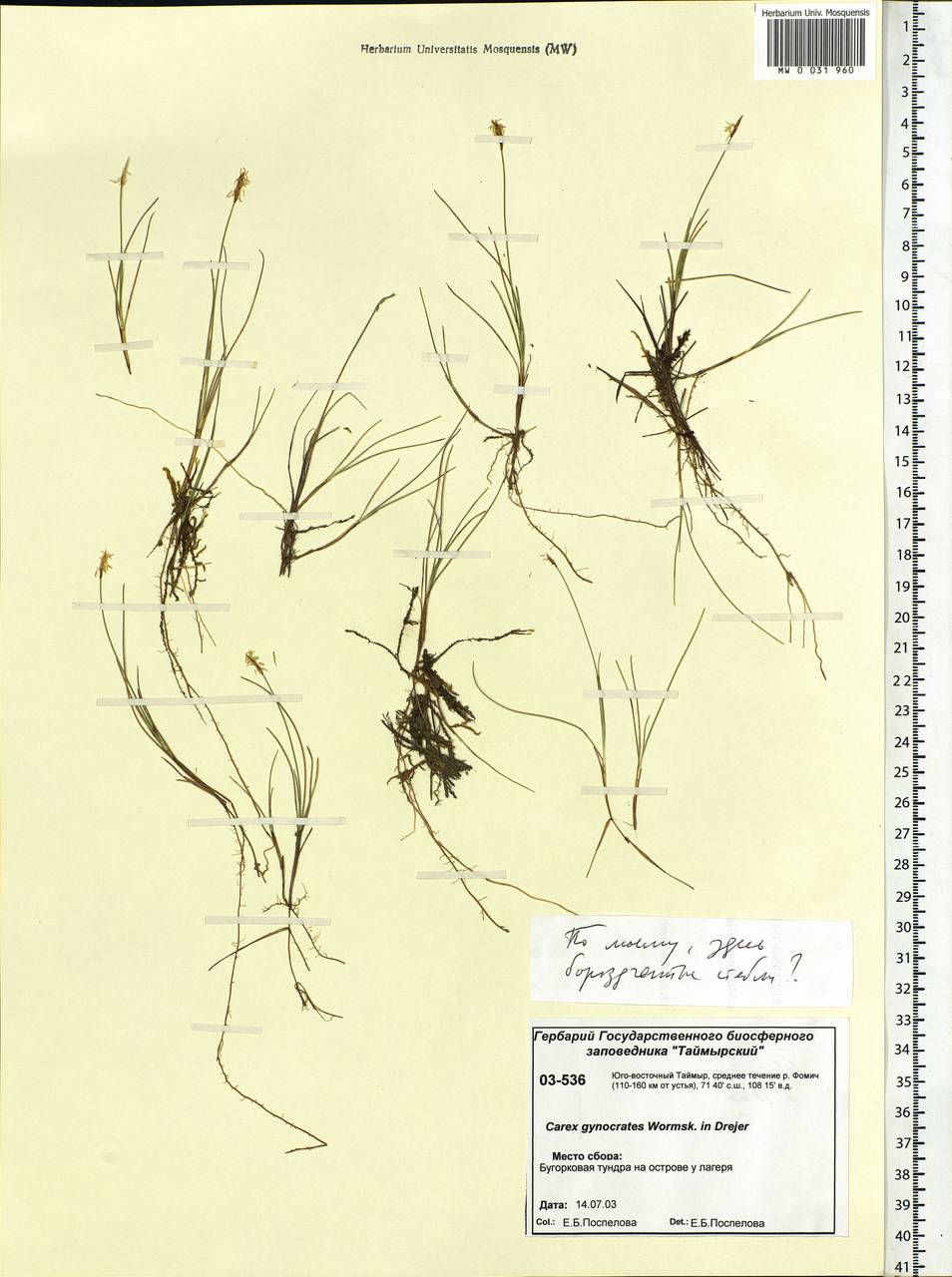 Carex nardina (Hornem.) Fr., Siberia, Central Siberia (S3) (Russia)