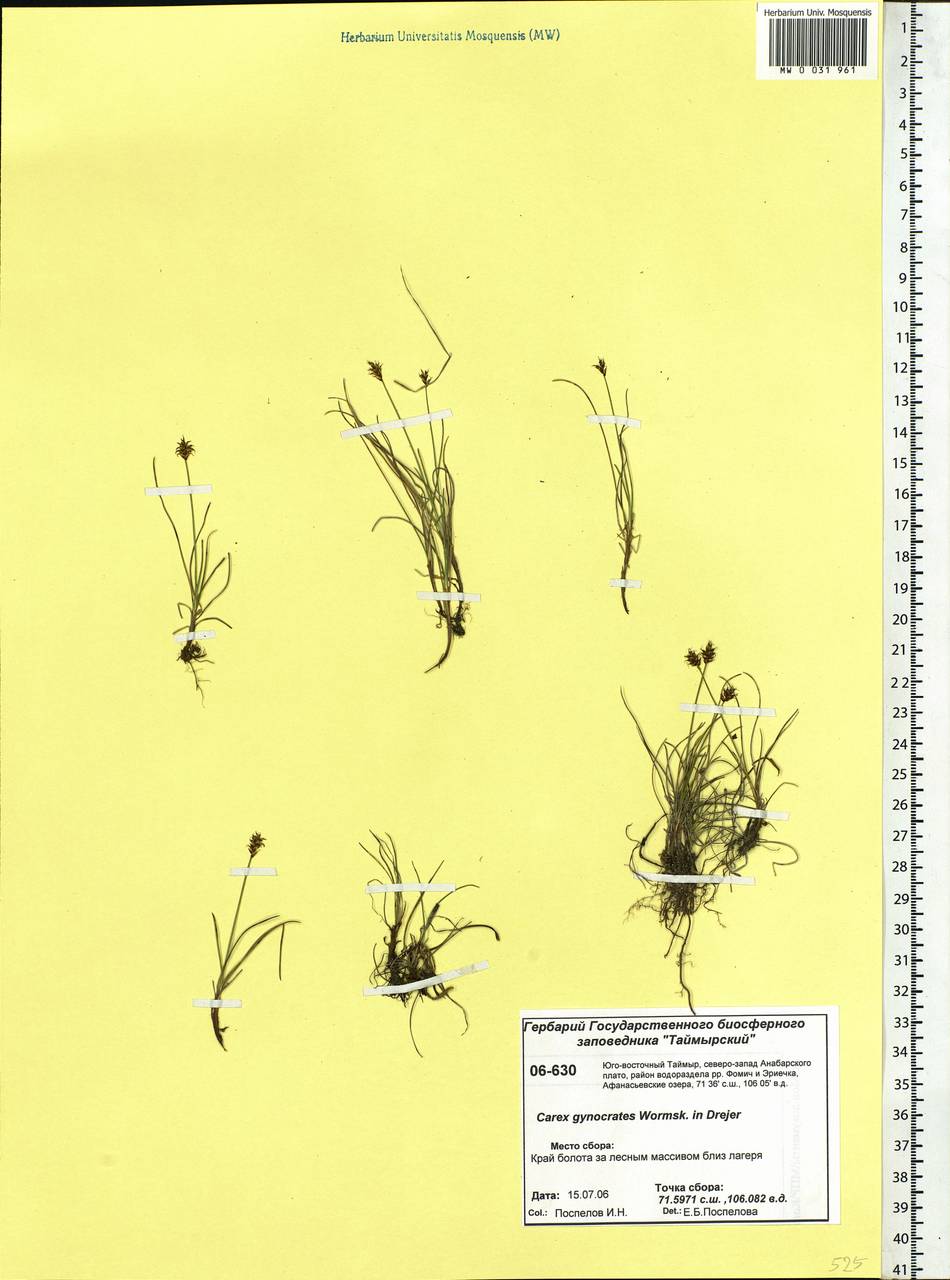 Carex nardina (Hornem.) Fr., Siberia, Central Siberia (S3) (Russia)