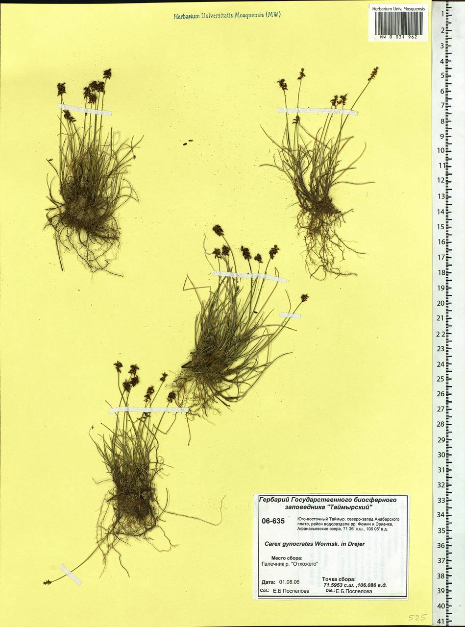 Carex nardina (Hornem.) Fr., Siberia, Central Siberia (S3) (Russia)