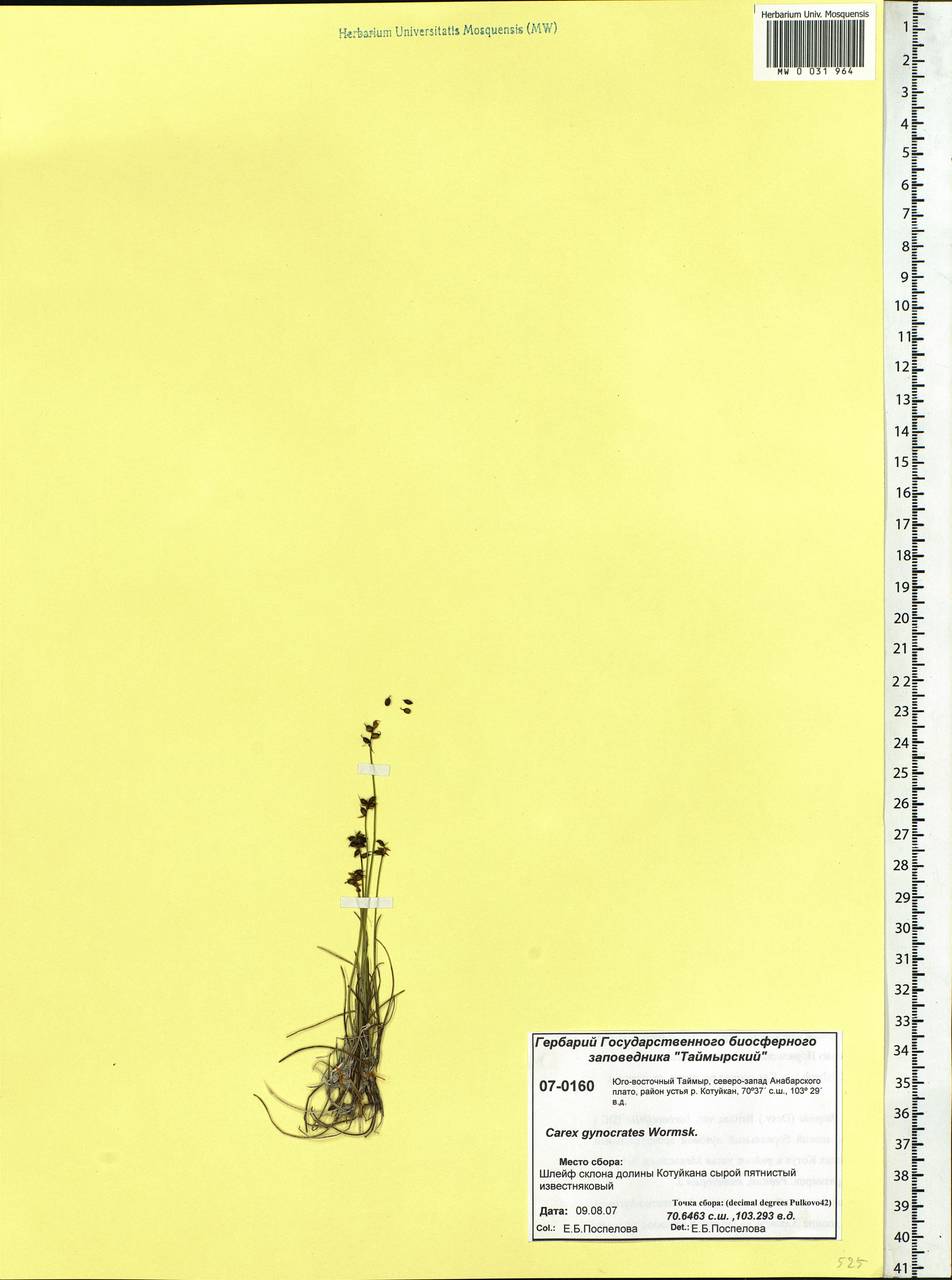 Carex nardina (Hornem.) Fr., Siberia, Central Siberia (S3) (Russia)