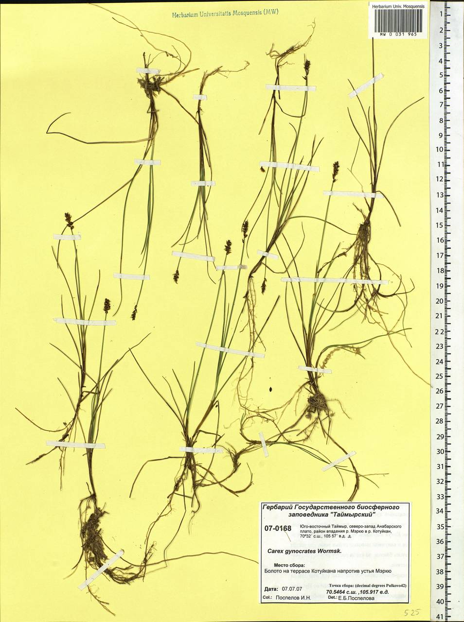 Carex nardina (Hornem.) Fr., Siberia, Central Siberia (S3) (Russia)