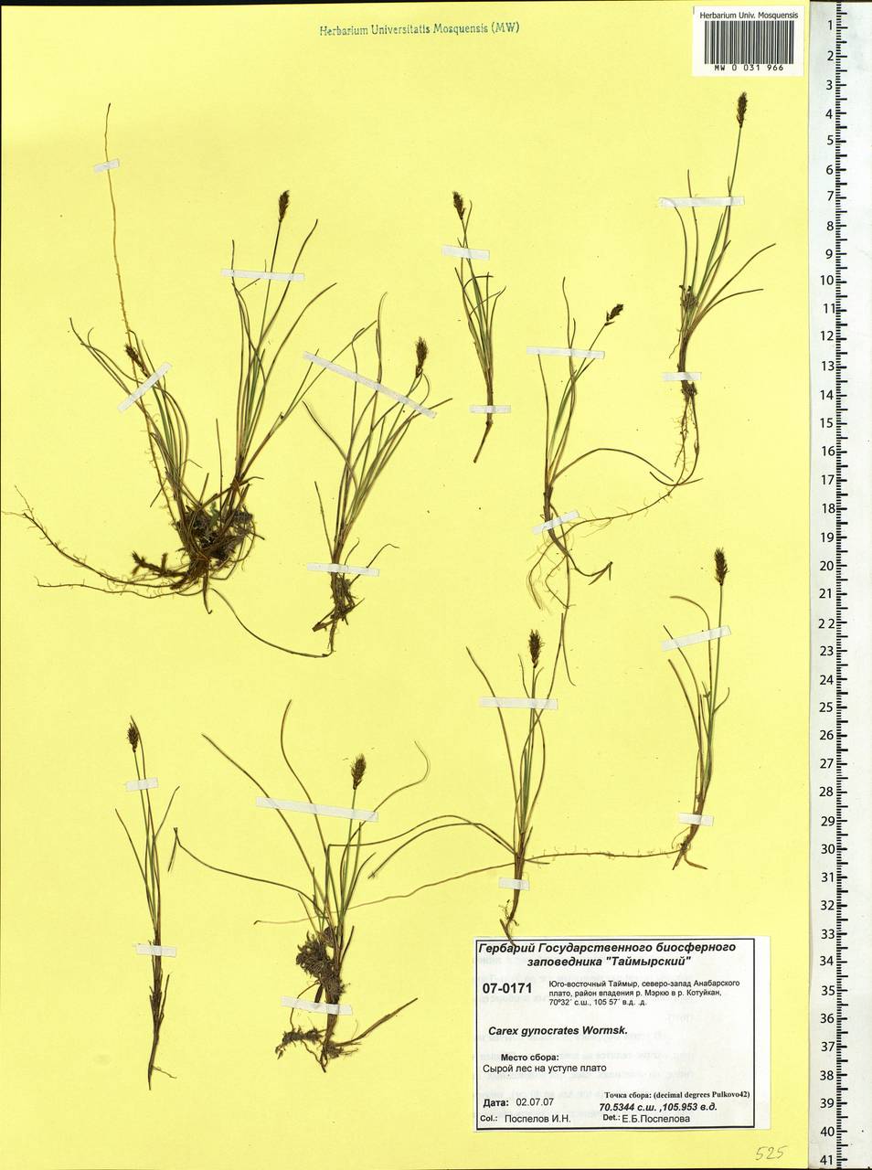 Carex nardina (Hornem.) Fr., Siberia, Central Siberia (S3) (Russia)