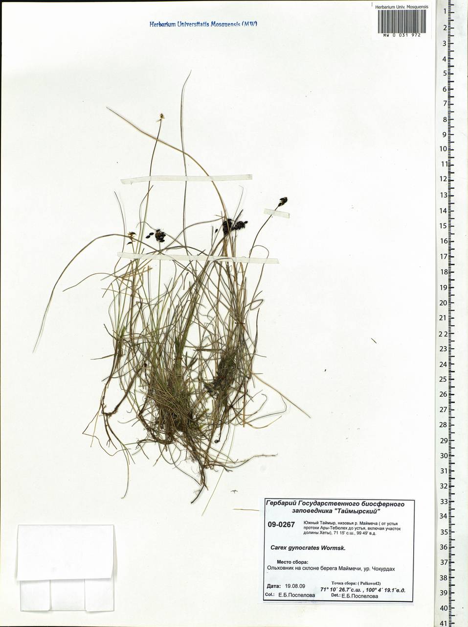 Carex nardina (Hornem.) Fr., Siberia, Central Siberia (S3) (Russia)