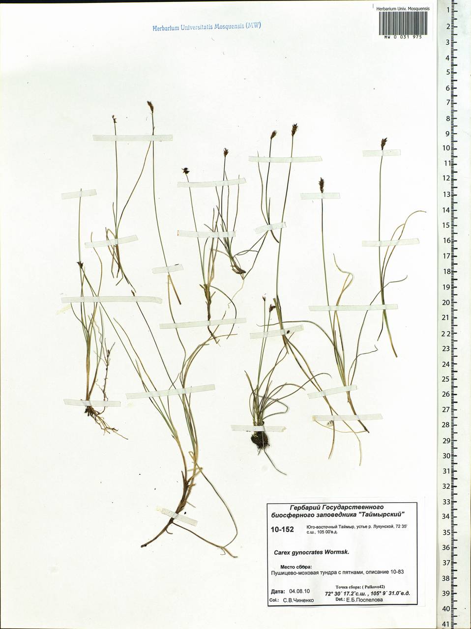 Carex nardina (Hornem.) Fr., Siberia, Central Siberia (S3) (Russia)