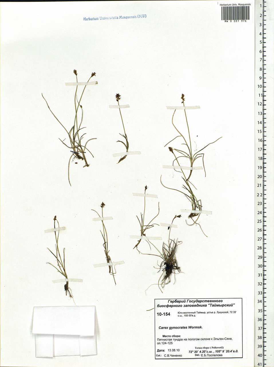 Carex nardina (Hornem.) Fr., Siberia, Central Siberia (S3) (Russia)