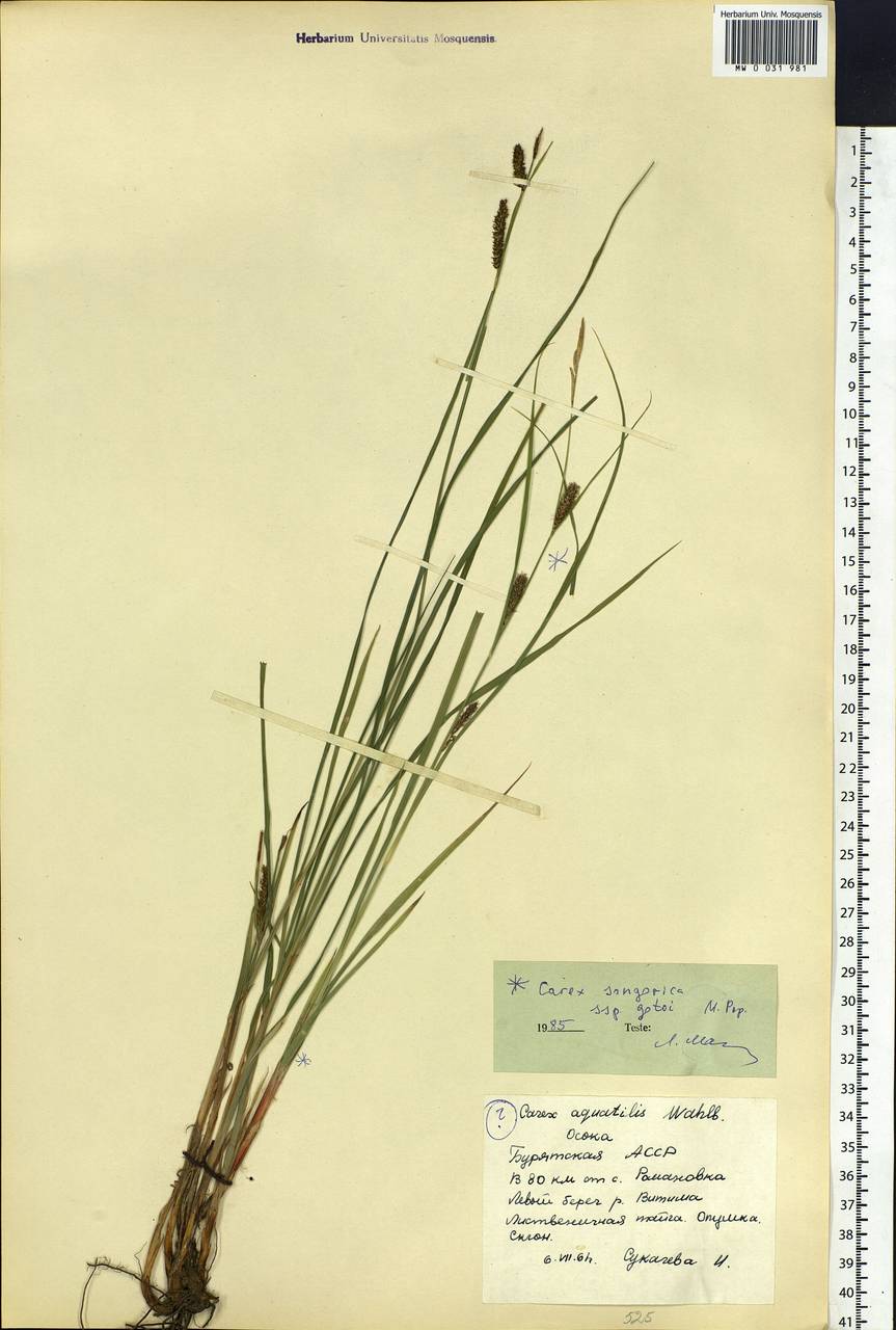 Carex gotoi Ohwi, Siberia, Baikal & Transbaikal region (S4) (Russia)