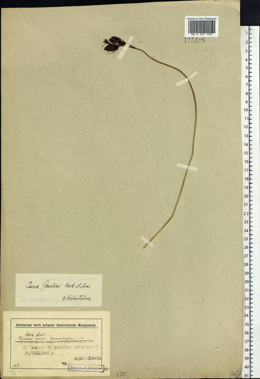 Carex gmelinii Hook. & Arn., Siberia, Chukotka & Kamchatka (S7) (Russia)
