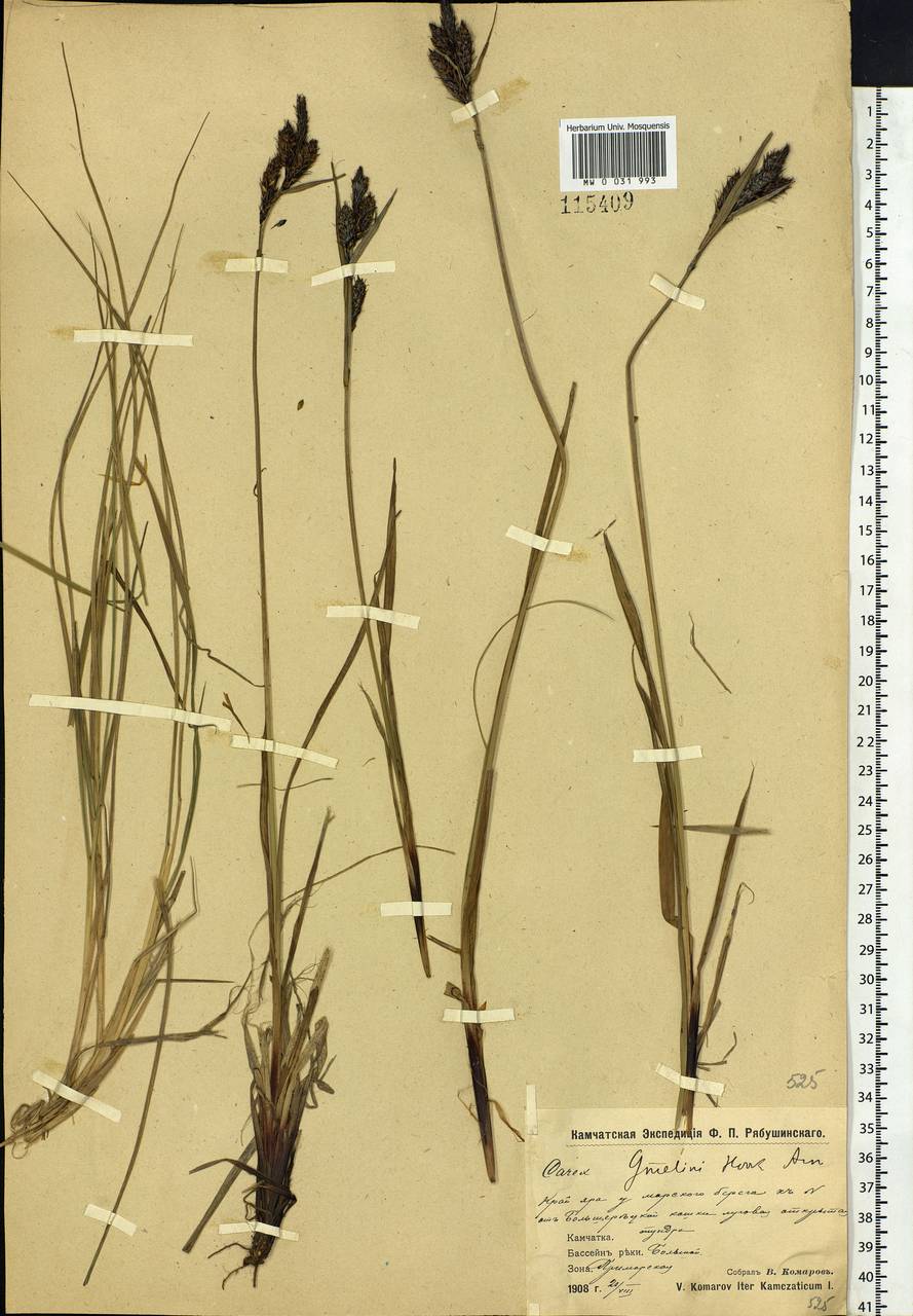 Carex gmelinii Hook. & Arn., Siberia, Chukotka & Kamchatka (S7) (Russia)