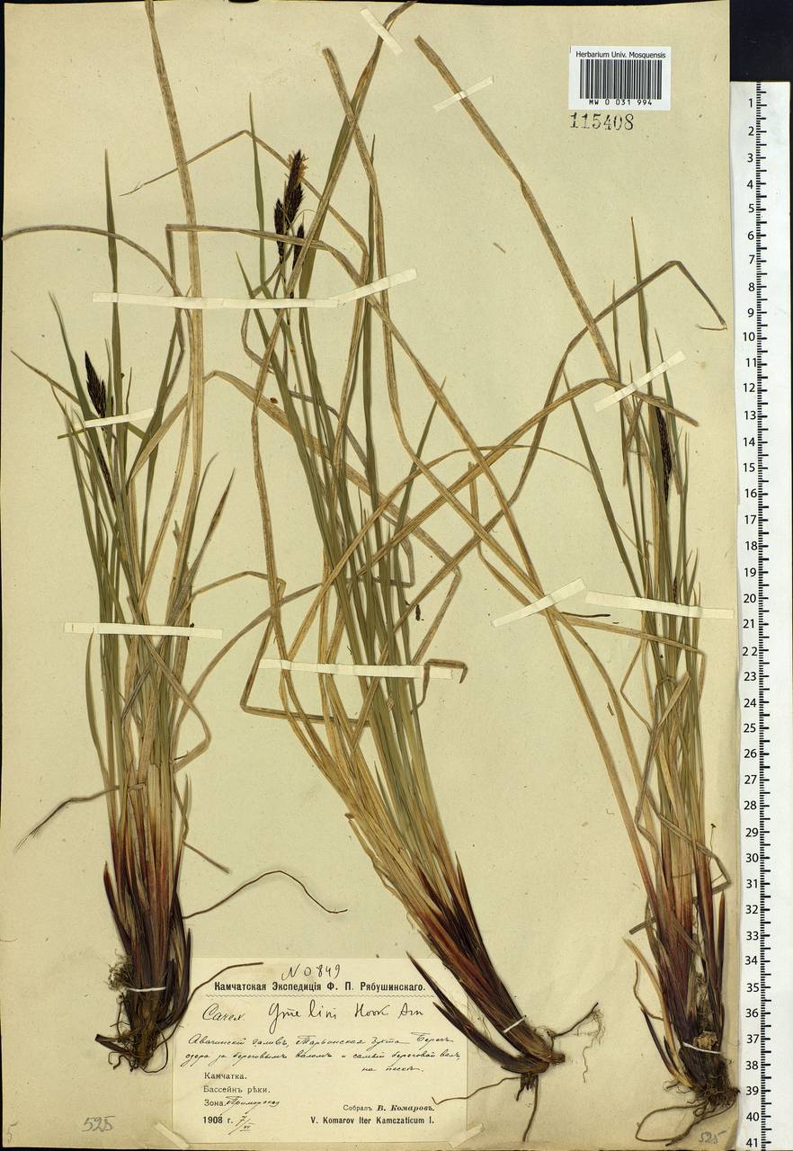 Carex gmelinii Hook. & Arn., Siberia, Chukotka & Kamchatka (S7) (Russia)