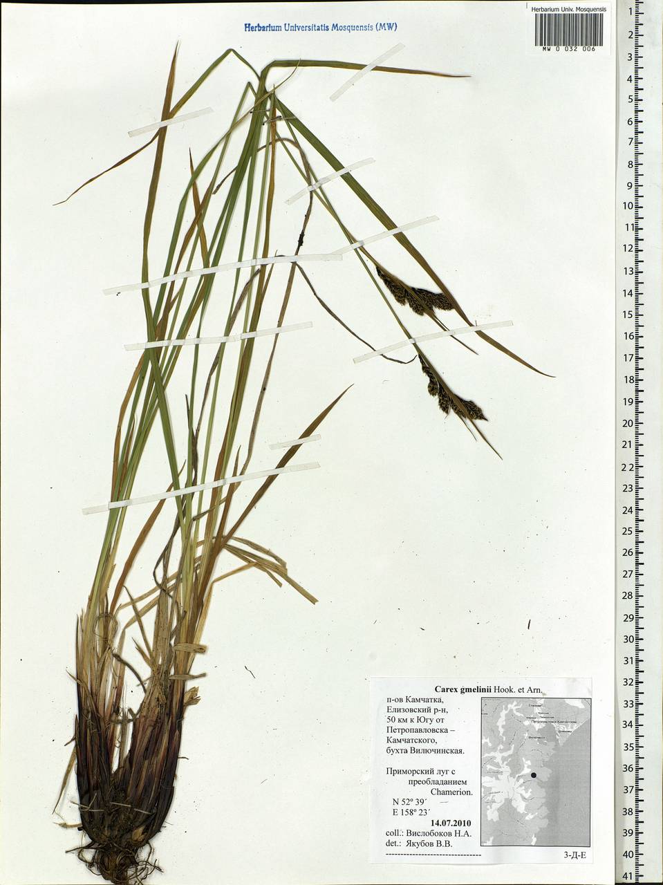 Carex gmelinii Hook. & Arn., Siberia, Chukotka & Kamchatka (S7) (Russia)