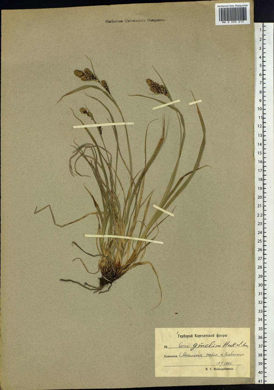 Carex gmelinii Hook. & Arn., Siberia, Chukotka & Kamchatka (S7) (Russia)