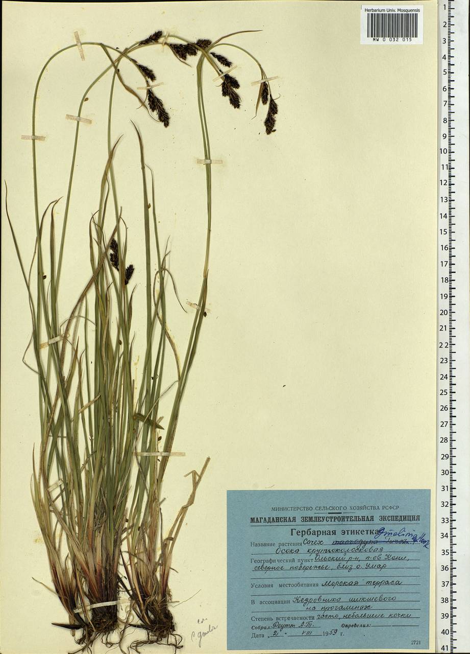 Carex gmelinii Hook. & Arn., Siberia, Chukotka & Kamchatka (S7) (Russia)