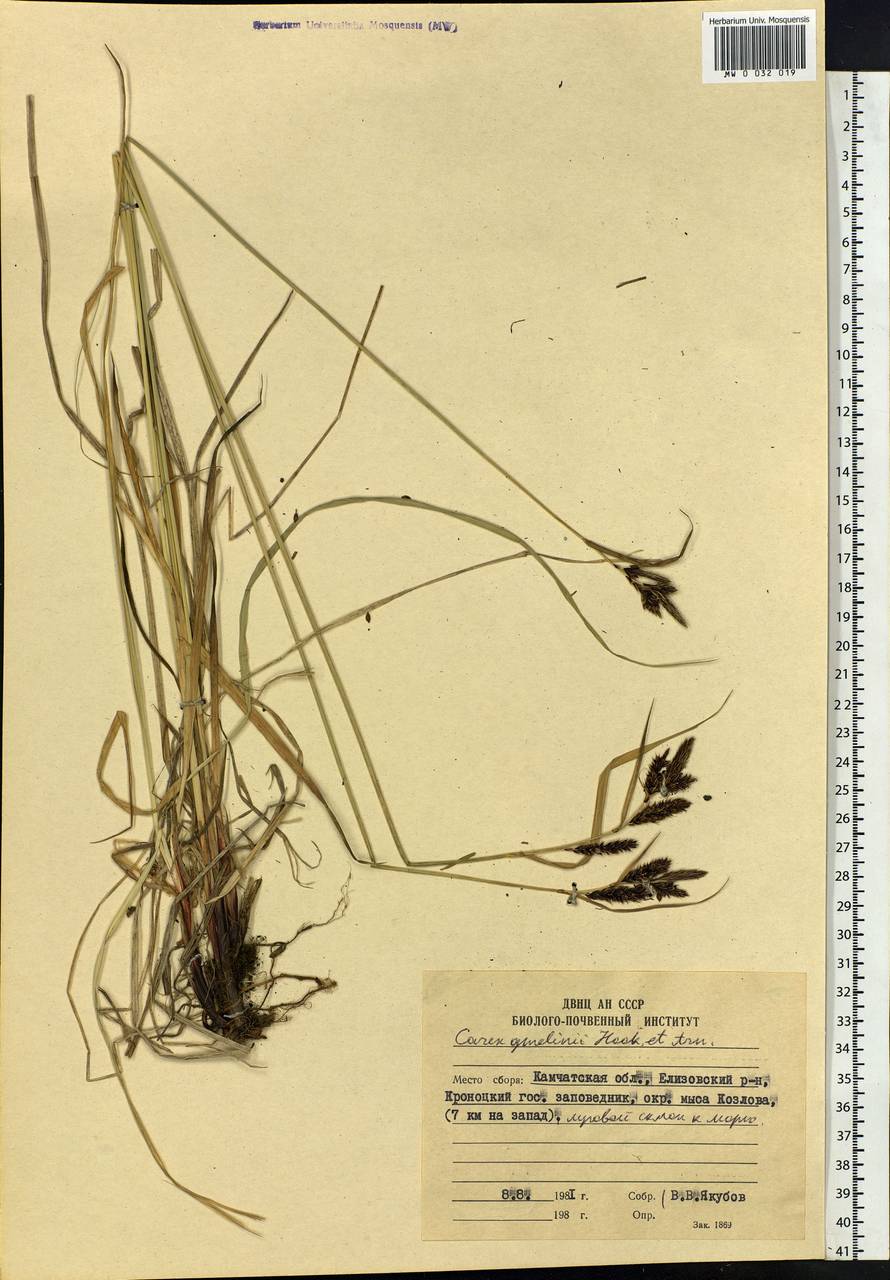 Carex gmelinii Hook. & Arn., Siberia, Chukotka & Kamchatka (S7) (Russia)