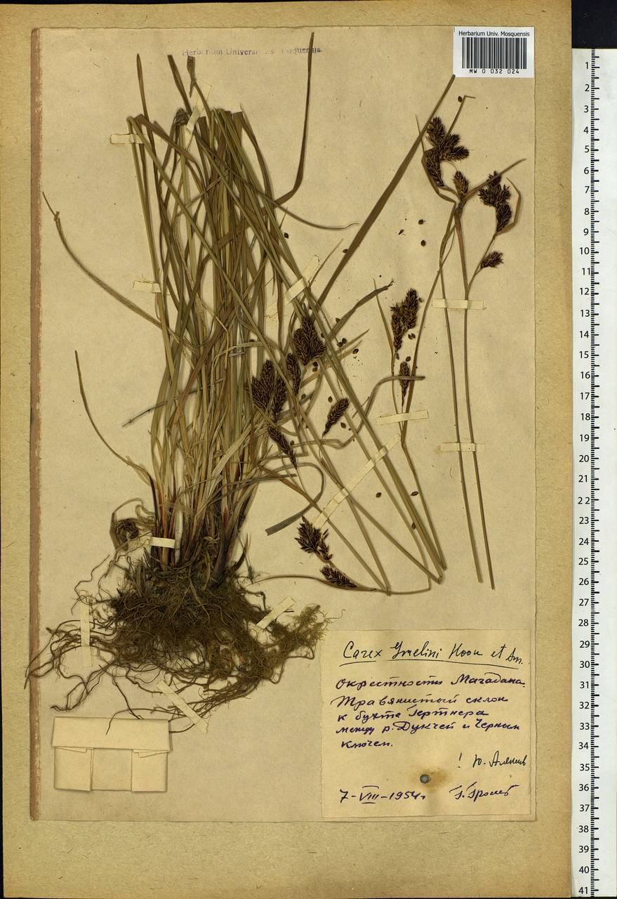 Carex gmelinii Hook. & Arn., Siberia, Chukotka & Kamchatka (S7) (Russia)