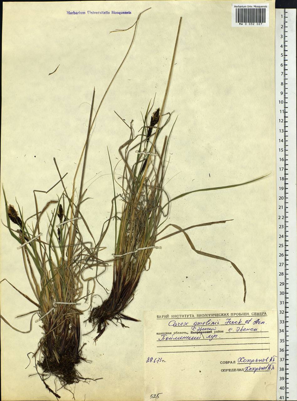 Carex gmelinii Hook. & Arn., Siberia, Chukotka & Kamchatka (S7) (Russia)