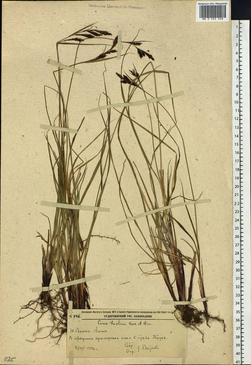 Carex gmelinii Hook. & Arn., Siberia, Russian Far East (S6) (Russia)