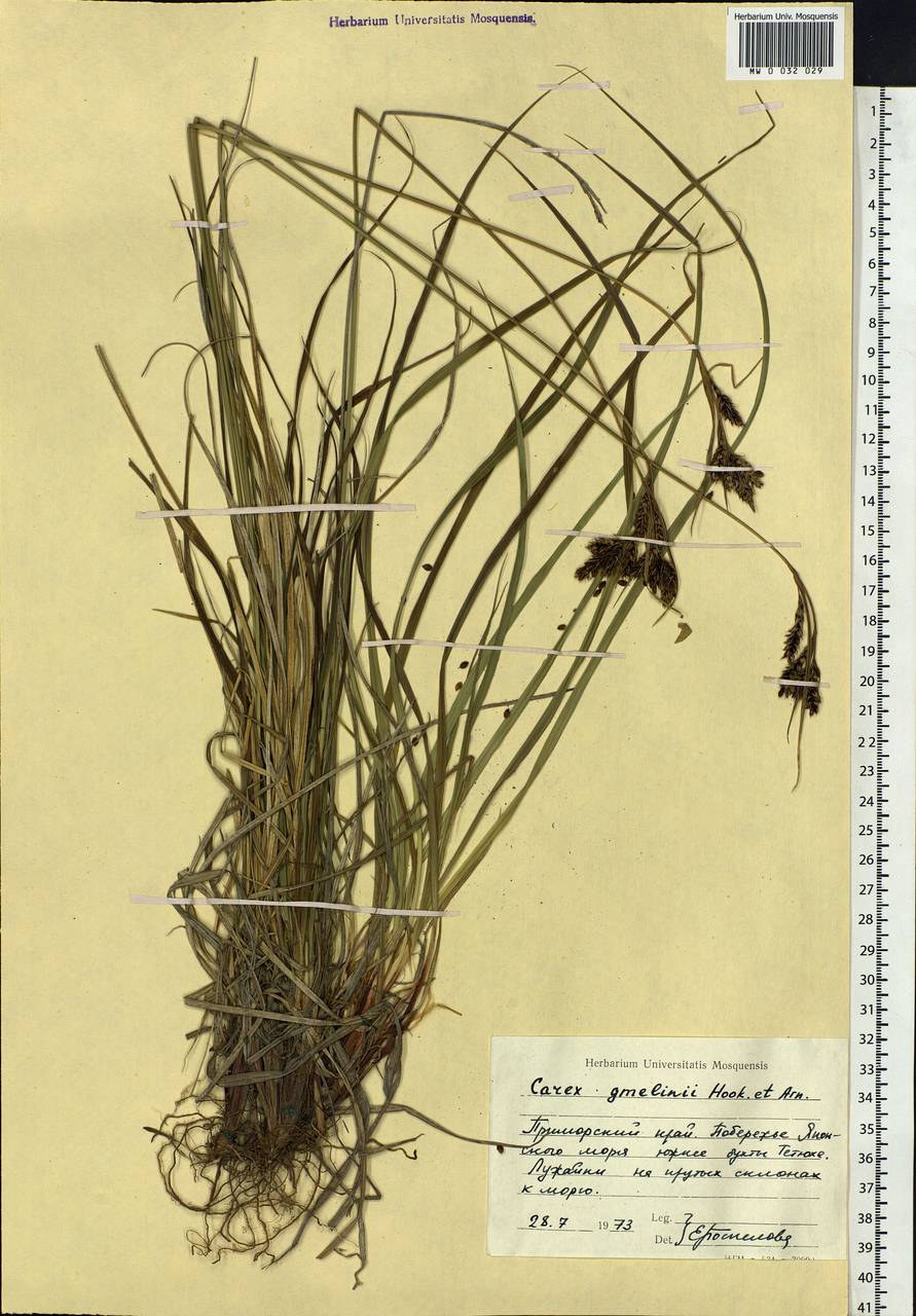 Carex gmelinii Hook. & Arn., Siberia, Russian Far East (S6) (Russia)