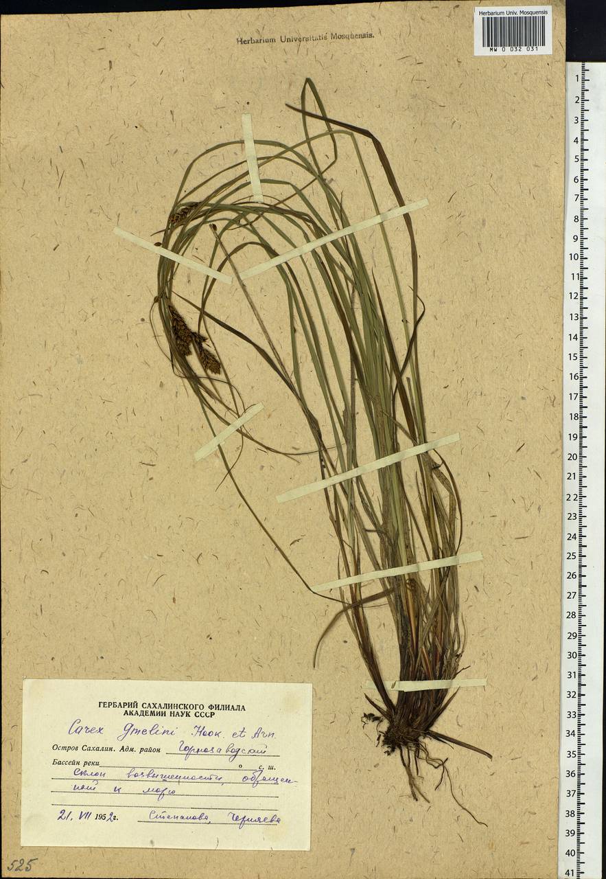 Carex gmelinii Hook. & Arn., Siberia, Russian Far East (S6) (Russia)
