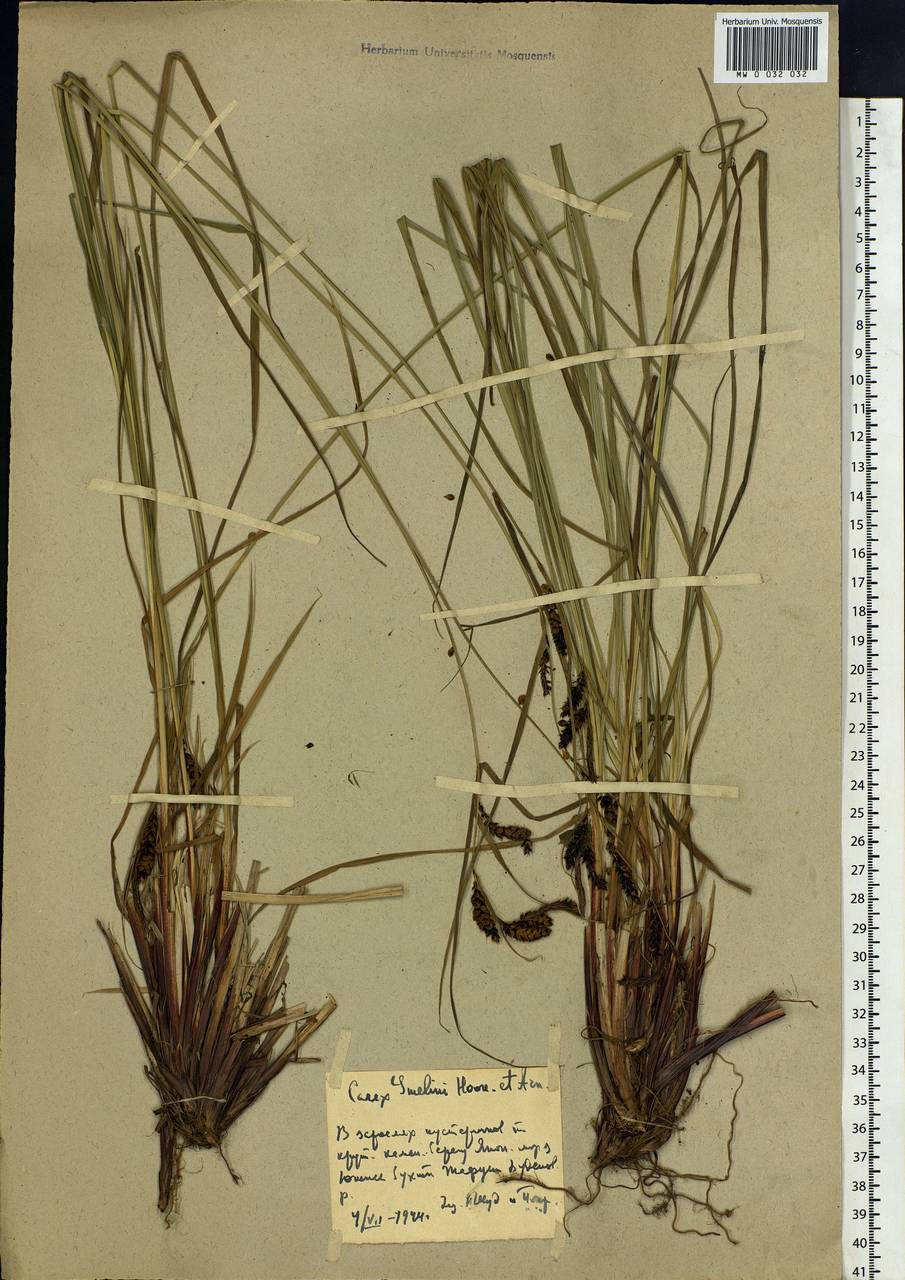 Carex gmelinii Hook. & Arn., Siberia, Russian Far East (S6) (Russia)