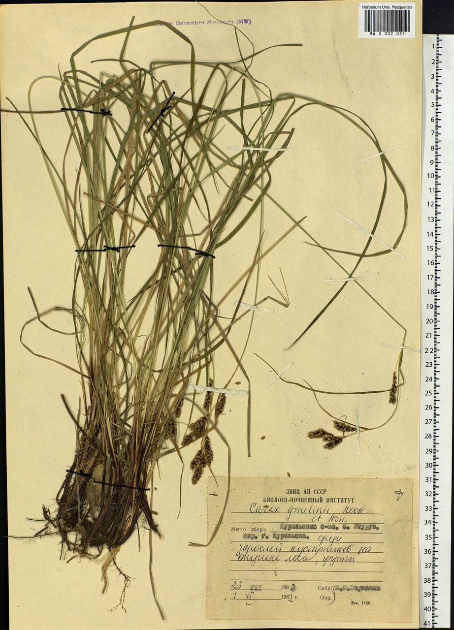 Carex gmelinii Hook. & Arn., Siberia, Russian Far East (S6) (Russia)