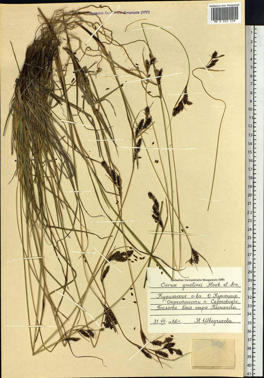 Carex gmelinii Hook. & Arn., Siberia, Russian Far East (S6) (Russia)