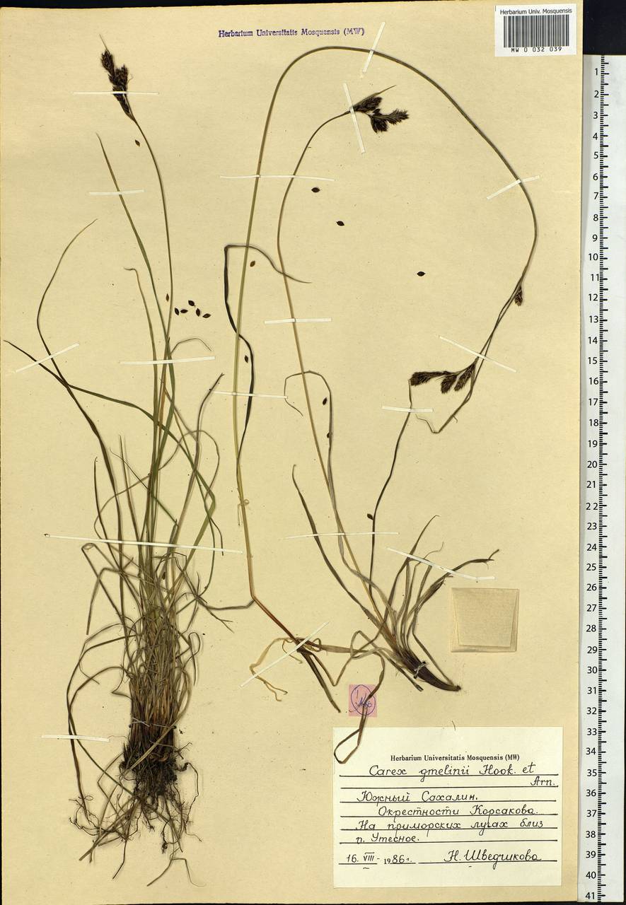 Carex gmelinii Hook. & Arn., Siberia, Russian Far East (S6) (Russia)