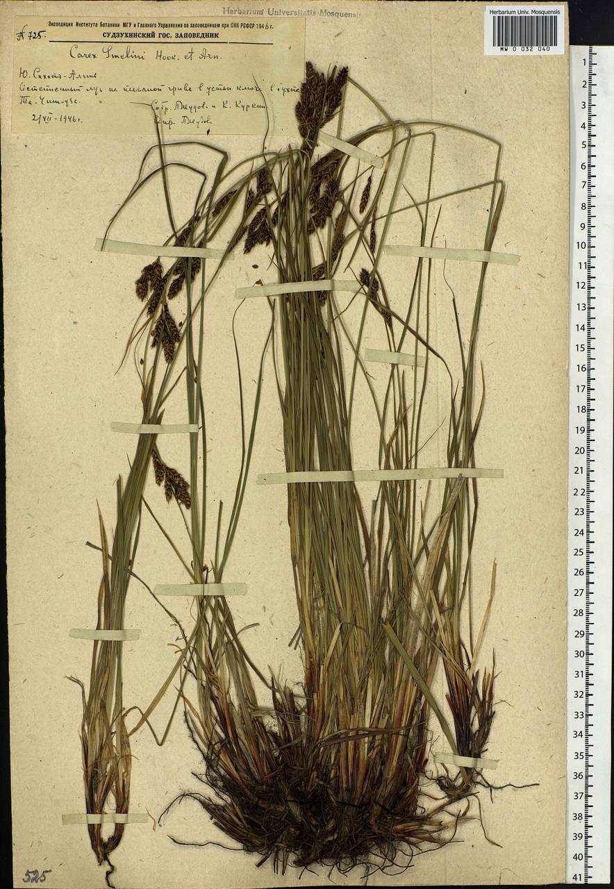 Carex gmelinii Hook. & Arn., Siberia, Russian Far East (S6) (Russia)