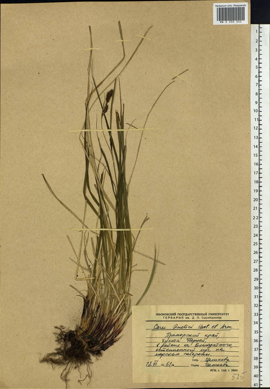 Carex gmelinii Hook. & Arn., Siberia, Russian Far East (S6) (Russia)