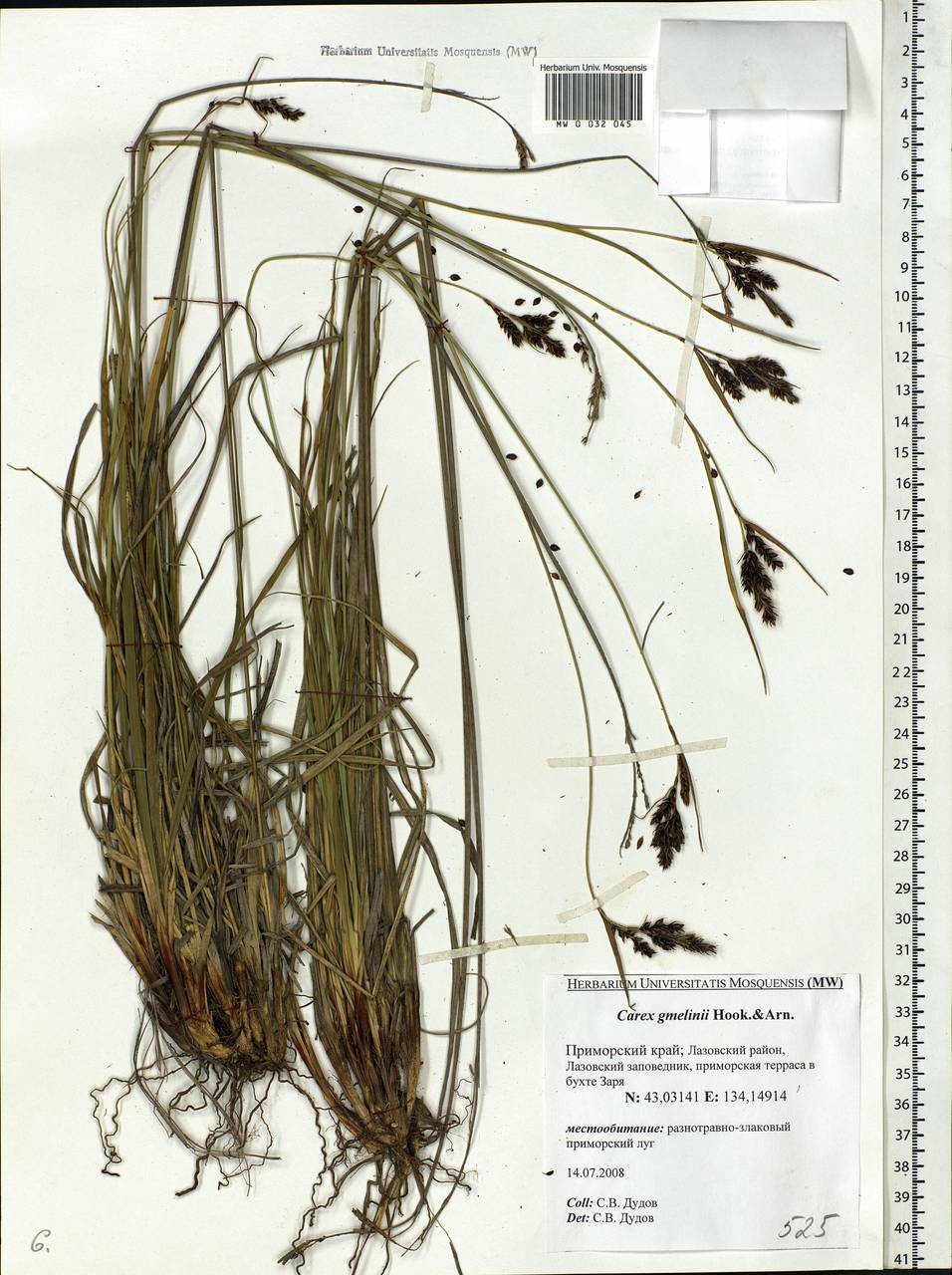 Carex gmelinii Hook. & Arn., Siberia, Russian Far East (S6) (Russia)