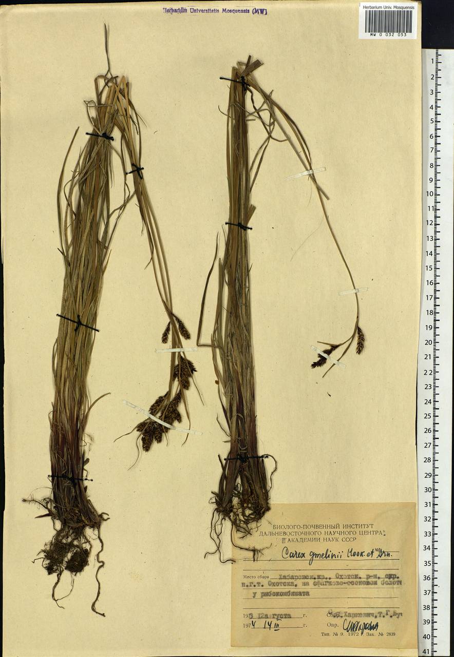 Carex gmelinii Hook. & Arn., Siberia, Russian Far East (S6) (Russia)