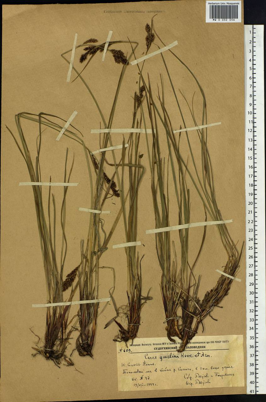 Carex gmelinii Hook. & Arn., Siberia, Russian Far East (S6) (Russia)