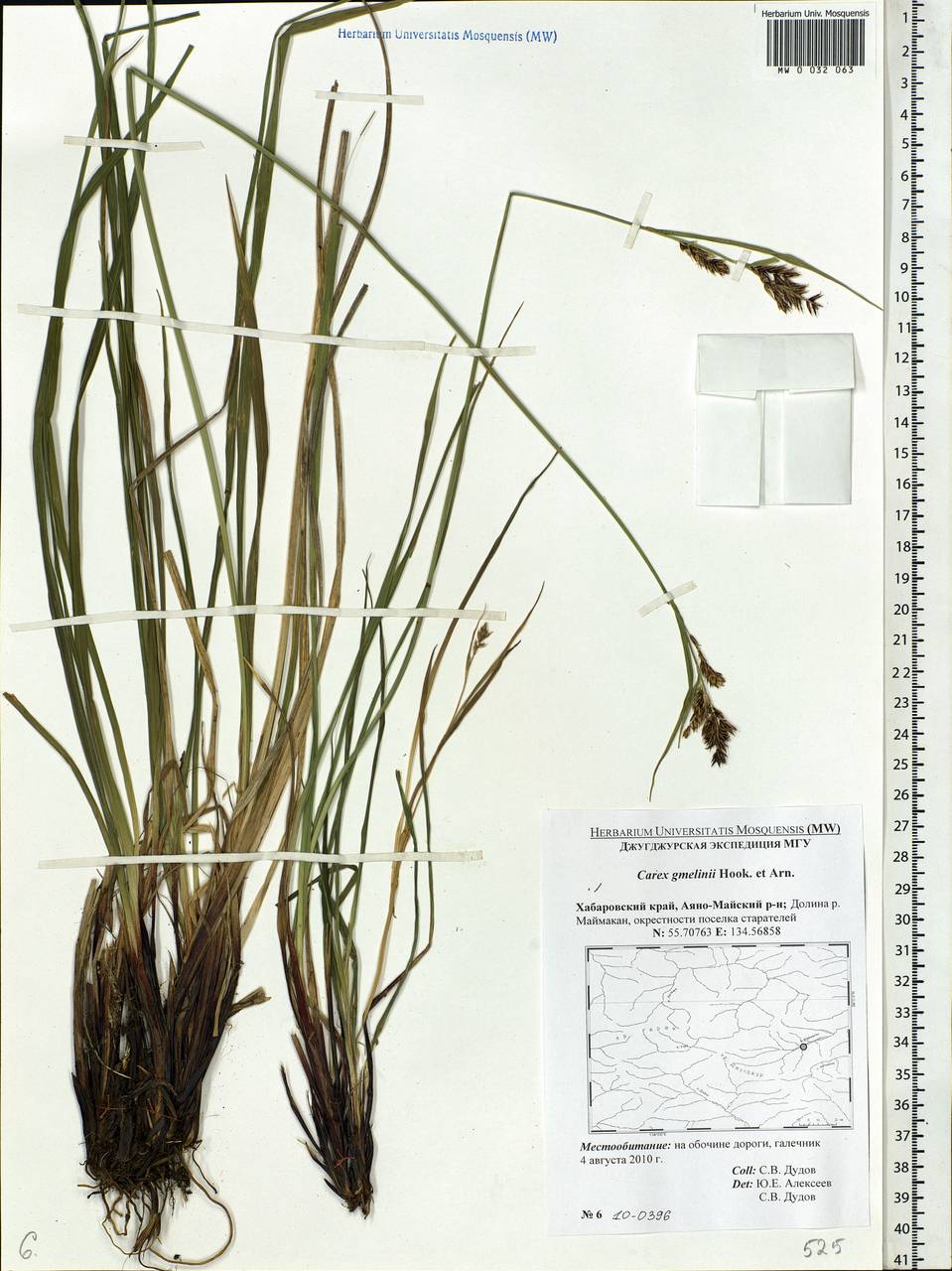 Carex gmelinii Hook. & Arn., Siberia, Russian Far East (S6) (Russia)