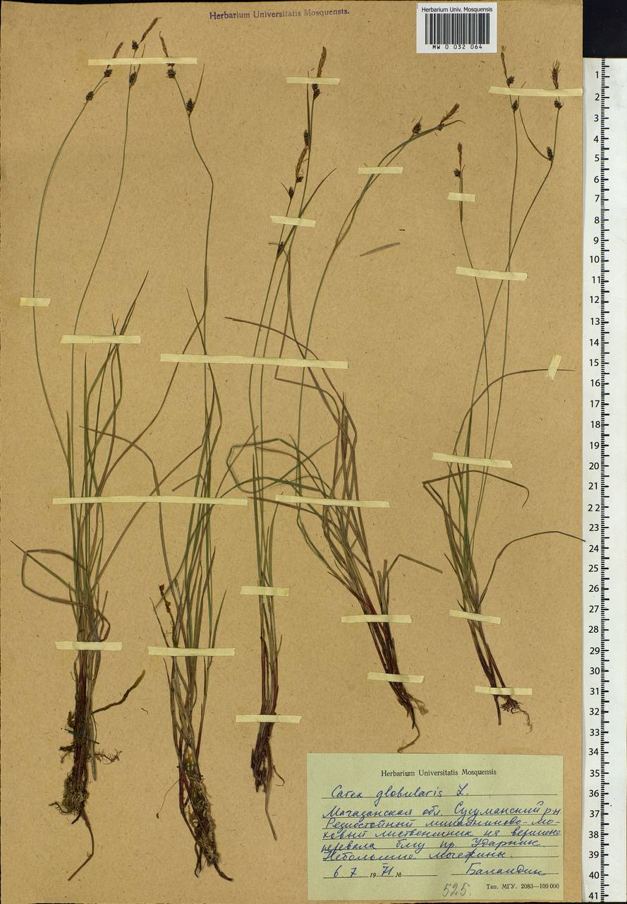 Carex globularis L., Siberia, Chukotka & Kamchatka (S7) (Russia)