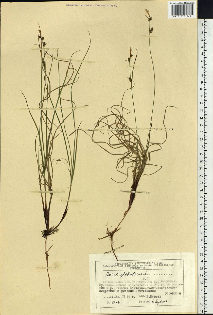 Carex globularis L., Siberia, Chukotka & Kamchatka (S7) (Russia)