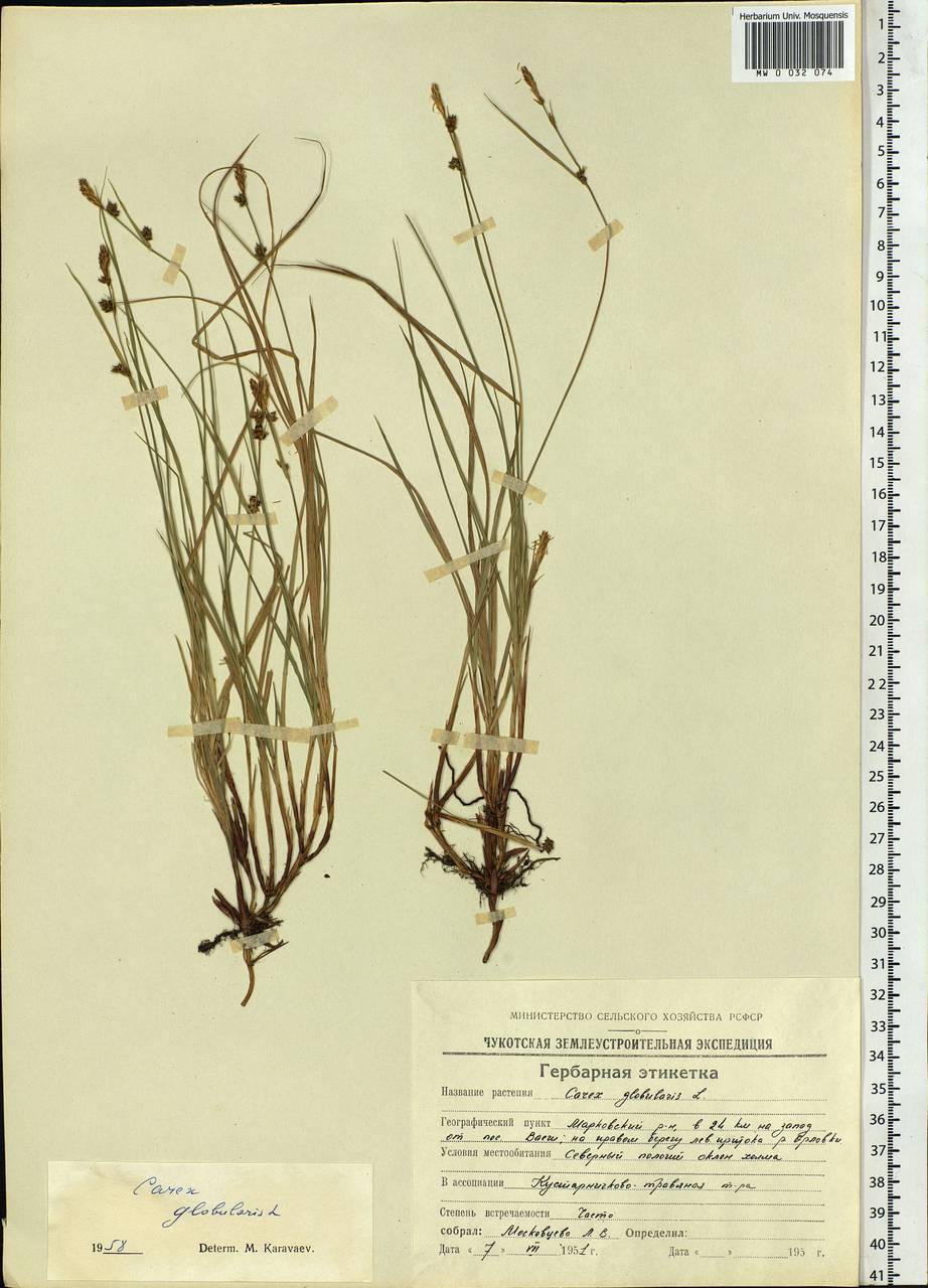 Carex globularis L., Siberia, Chukotka & Kamchatka (S7) (Russia)