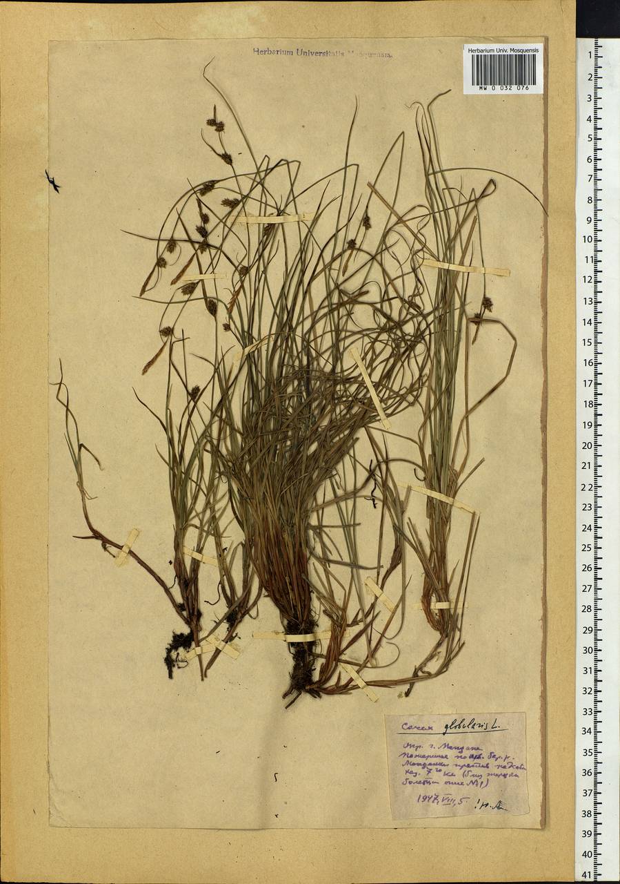 Carex globularis L., Siberia, Chukotka & Kamchatka (S7) (Russia)