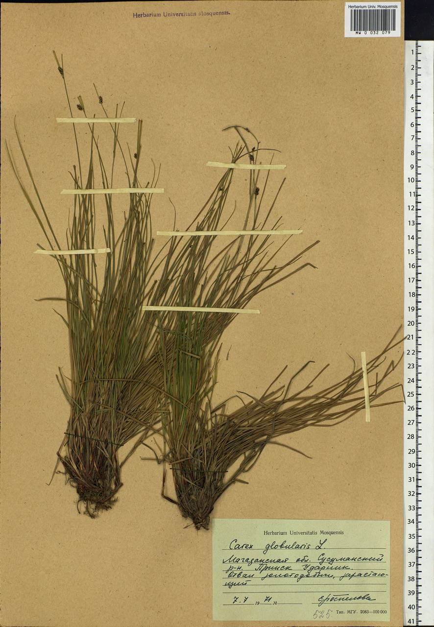 Carex globularis L., Siberia, Chukotka & Kamchatka (S7) (Russia)